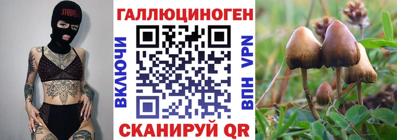 Купить где  Луза  Галлюциногенные грибы Psilocybe 